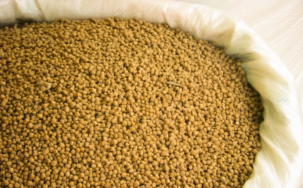 Animal feed made from bagasse