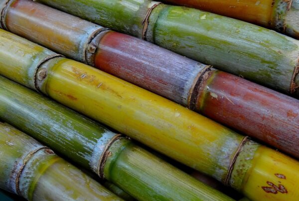 Sugarcane
