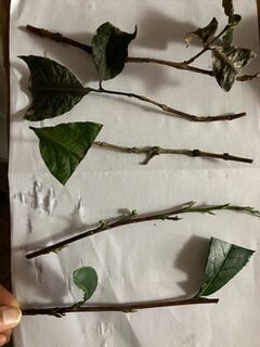 Eileen Botanicals Photo of some tea leaves sourced from Glasgow Botanical Gardens - laid out on paper